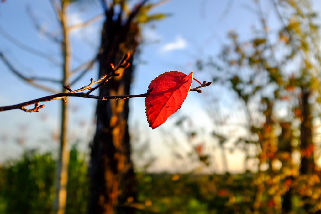 une feuille rouge dans le vent d'automne se laisse bercer